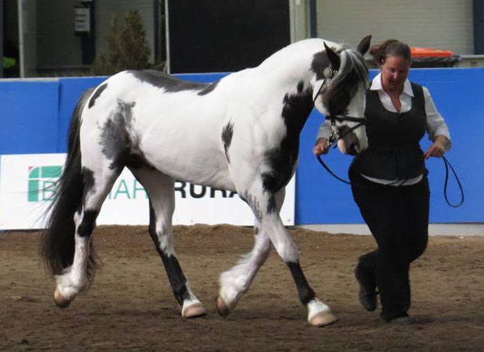 Clydesdale x Overo Paint Stallion